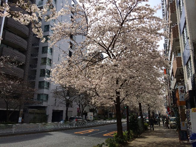 広尾〜恵比寿も桜満開。